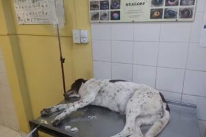 Veterinaria Belgrano Sur