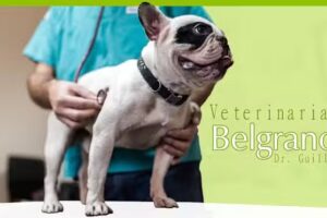 Veterinaria Belgrano Sur – Dr. Guillermo Diedrich