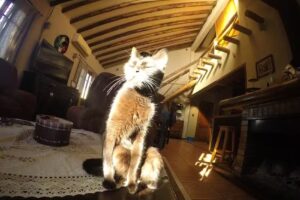 Veterinaria Bernasconi