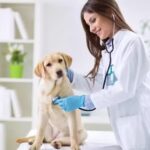 Veterinaria Brandsen