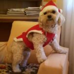 Veterinaria Buena Pata