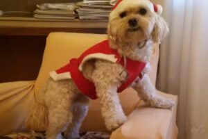 Veterinaria Buena Pata