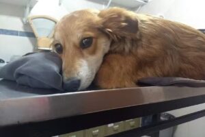 Veterinaria Bustamante