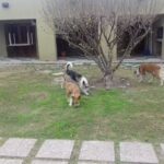 Veterinaria Cachorros