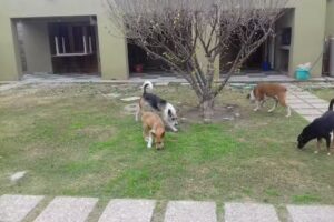 Veterinaria Cachorros