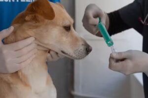 Veterinaria Canis y Felis