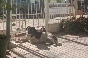 Veterinaria Caram – 4 patas.