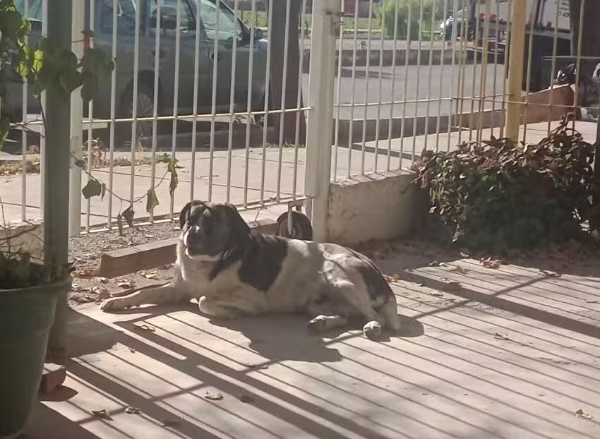 Veterinaria Caram &ndash; 4 patas.