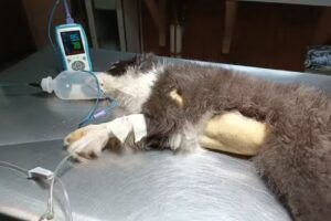 Veterinaria Castro Santos Ailen