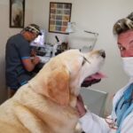 Veterinaria Chapelco