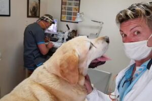 Veterinaria Chapelco