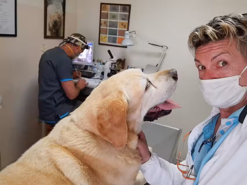 Veterinaria Chapelco