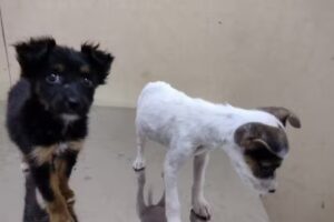 Veterinaria Che-Ir&ucirc;