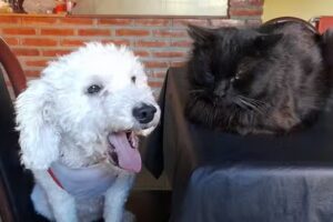 Veterinaria Chicho&rsquo; s &ndash; Silvana Alejandra Chevel