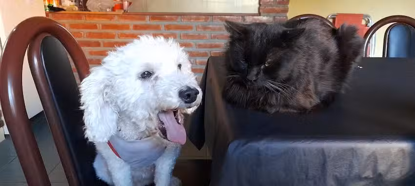 Veterinaria Chicho&rsquo; s &ndash; Silvana Alejandra Chevel