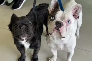 Veterinaria Cintia Muniain | MP: 201 |