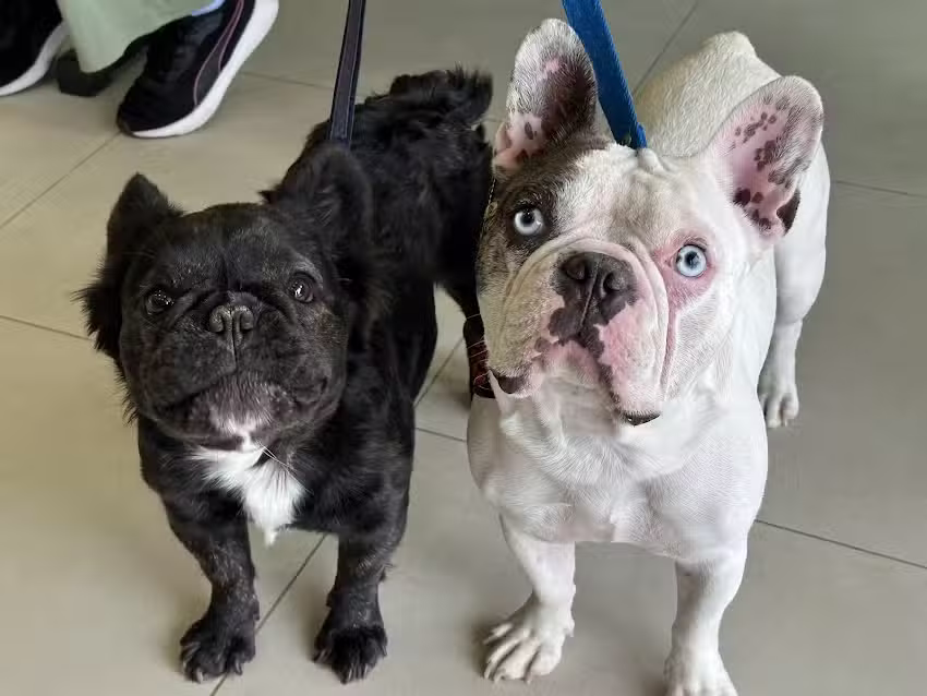 Veterinaria Cintia Muniain | MP: 201 |