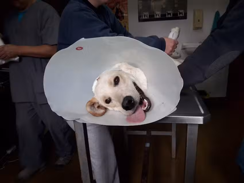 Veterinaria CIPA