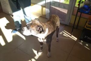 Veterinaria Ciudad Jard&iacute;n