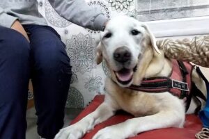 Veterinaria Claudia L. Guindi Doi UBA. Oste&oacute;pata. ( CEOB)