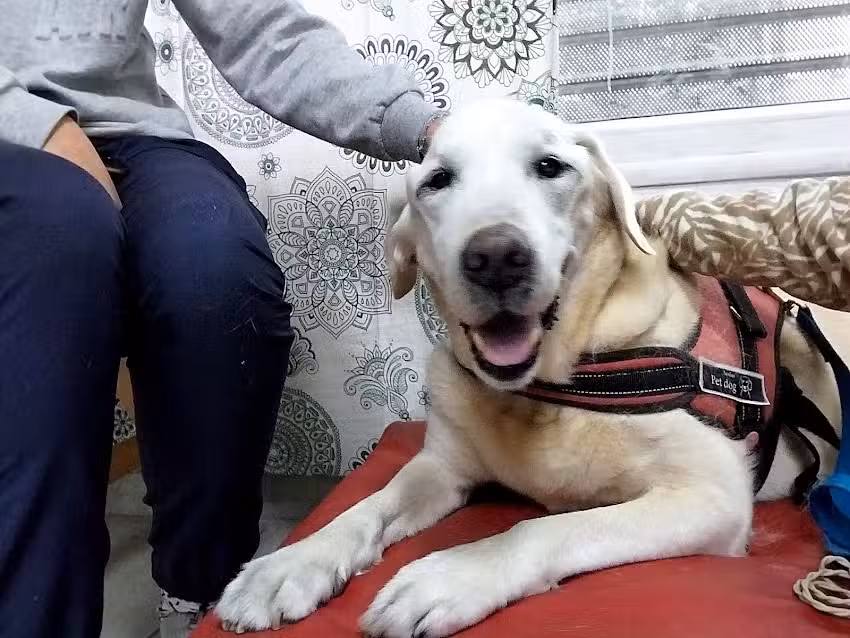 Veterinaria Claudia L. Guindi Doi UBA. Oste&oacute;pata. ( CEOB)