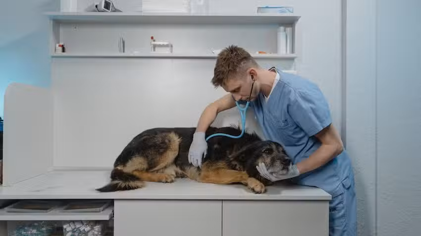 Veterinaria Clinica Dr Ricardo Lavanchy