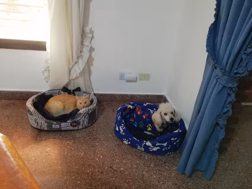 Veterinaria &ndash; Clinica Veterinaria De Cicco