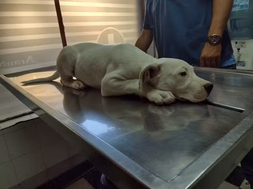 Veterinaria &ndash; Clinica Veterinaria Dr Luis Francisco Aranda