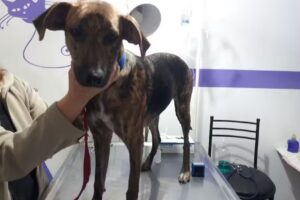 Veterinaria club can