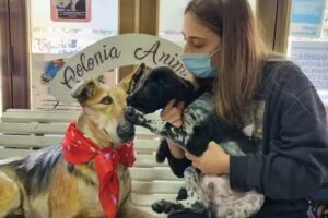 Veterinaria Colonia Animal