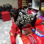 Veterinaria Como Perro Y Gato