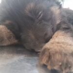 Veterinaria Como Perro y Gato