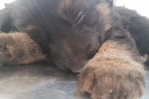 Veterinaria Como Perro y Gato