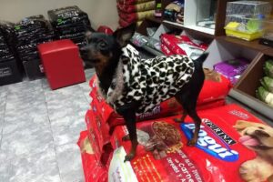 Veterinaria Como Perro Y Gato