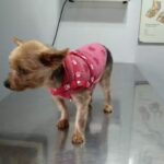 Veterinaria Como Perros y Gatos