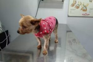 Veterinaria Como Perros y Gatos