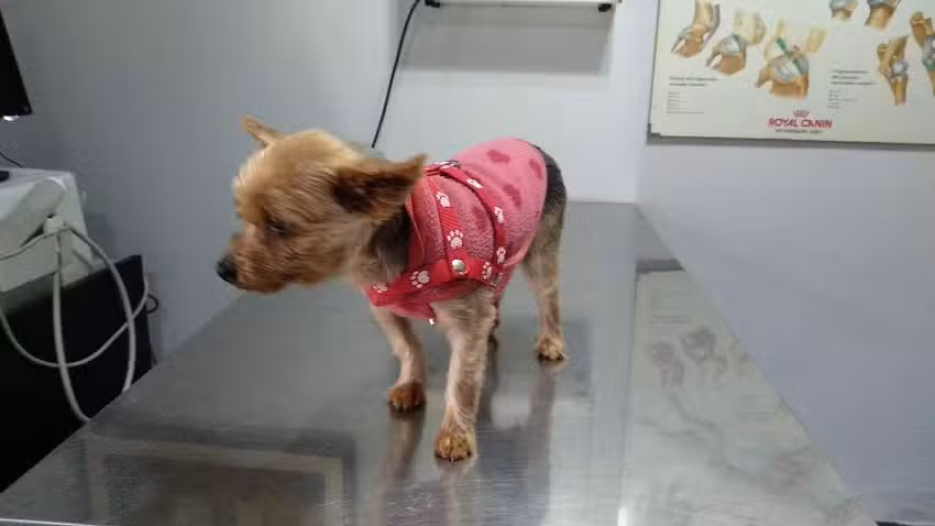 Veterinaria Como Perros y Gatos