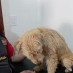 Veterinaria Como Reyes