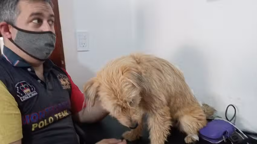 Veterinaria Como Reyes