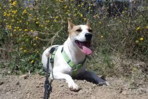 Veterinaria Coquimbito