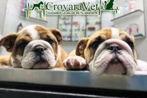 Veterinaria CrovaraVet