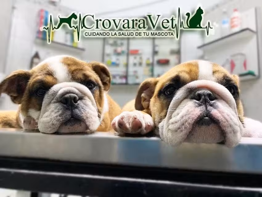 Veterinaria CrovaraVet