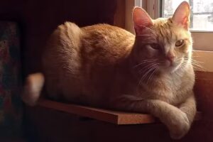 Veterinaria Cruz Azul