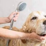 Veterinaria Cuatro Patas