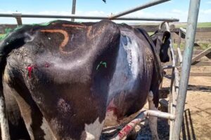 Veterinaria de Ant&oacute;n