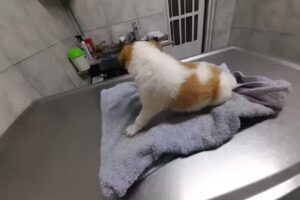 Veterinaria de Barrio San Juan