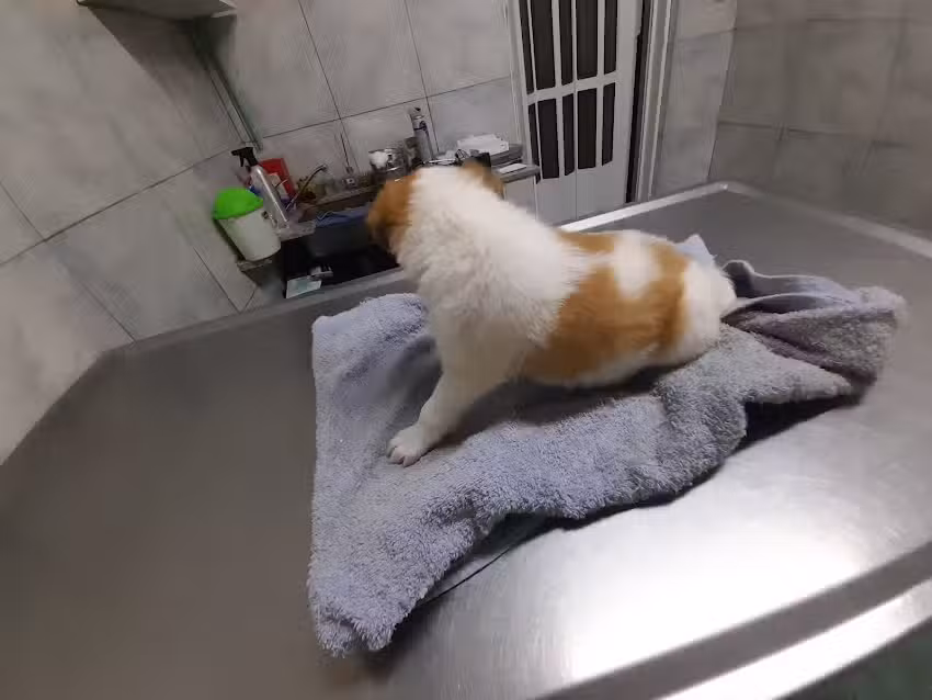 Veterinaria de Barrio San Juan