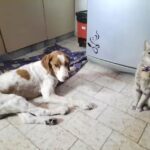 Veterinaria De La Plaza