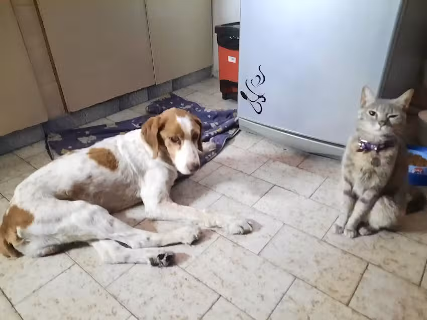 Veterinaria De La Plaza