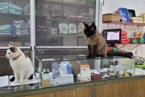 Veterinaria del Centro